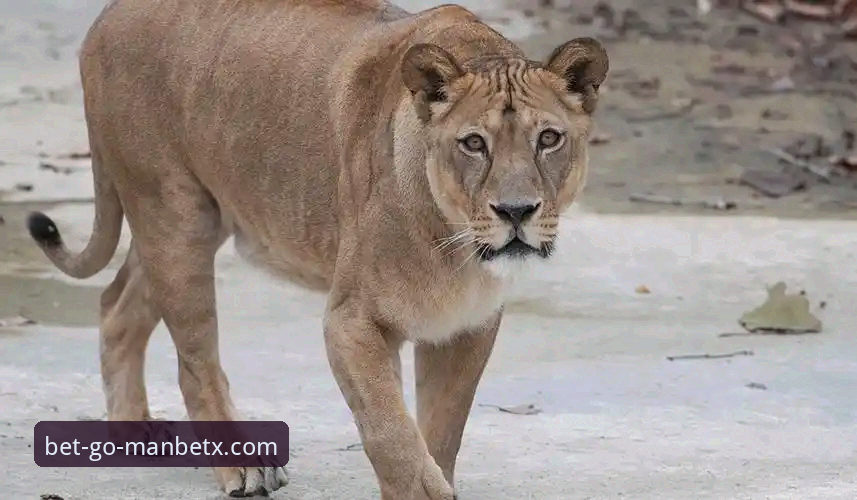 资深用户分享：在狗万体育平台深度解析“刚果雄狮”52年圆梦之路的技术体验